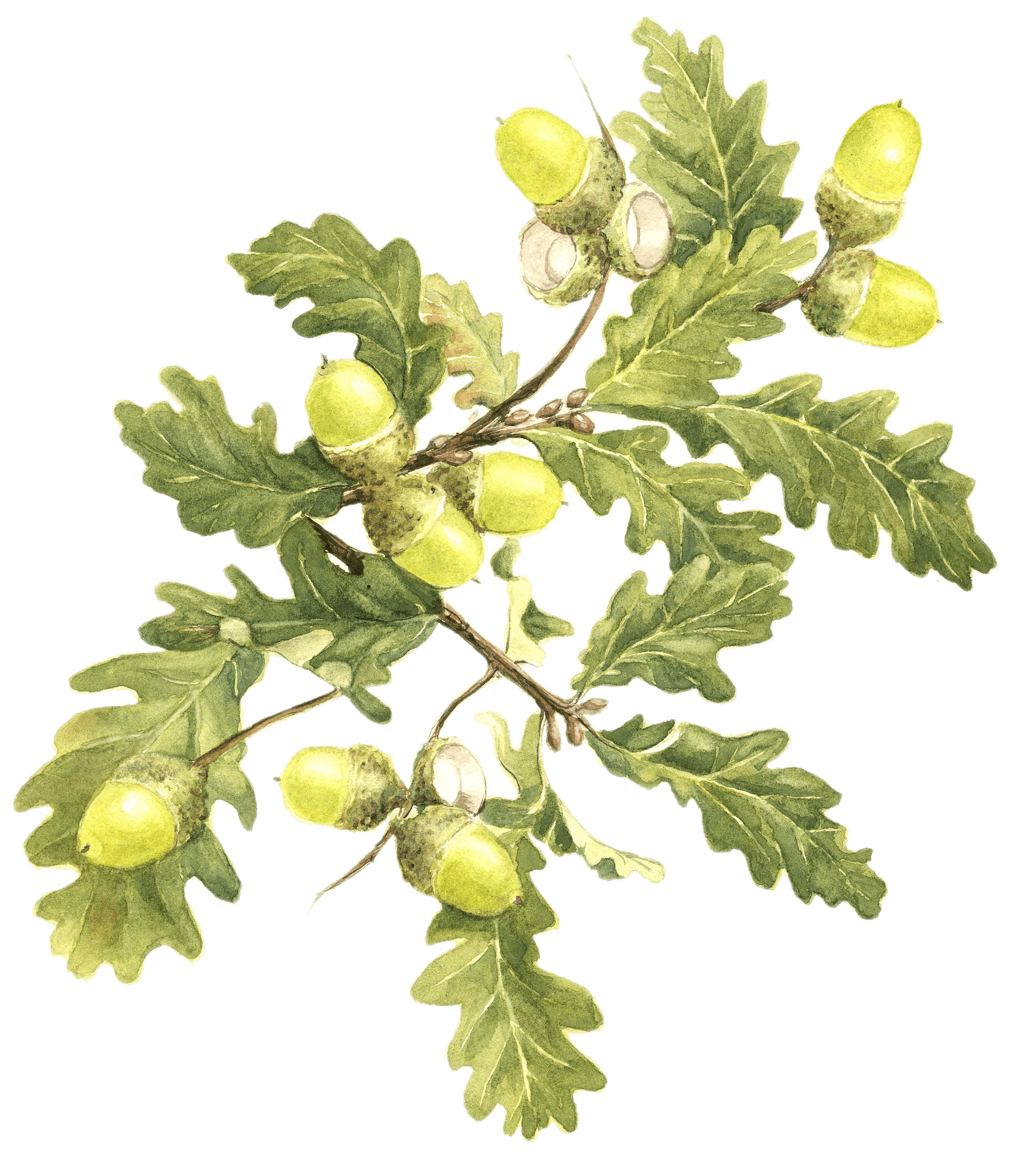 Jennie's Oak